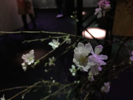 四季桜