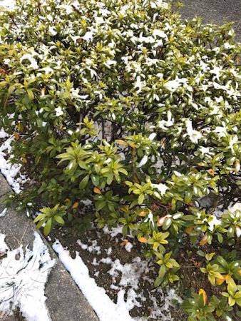 歩道の花壇も凍っています