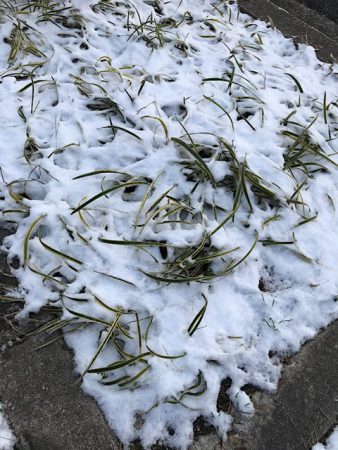 歩道の花壇も凍っています