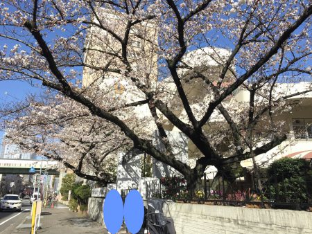 名古屋市で桜が開花しました