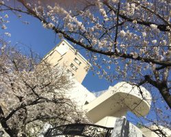 東桜幼稚園のさくら