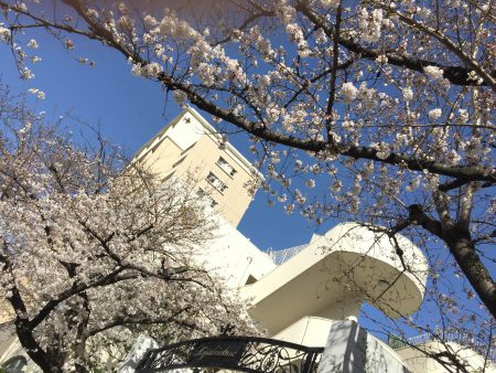 名古屋市で桜が開花しました