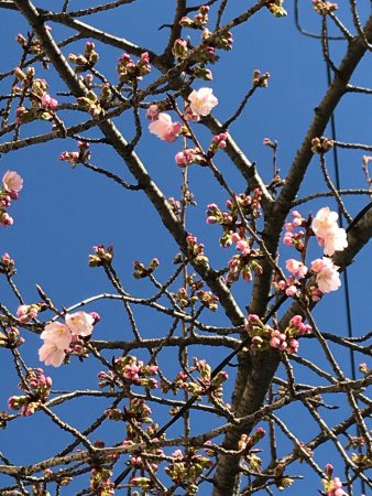 大寒桜