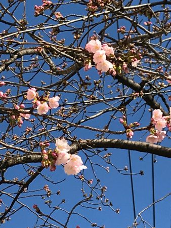 大寒桜